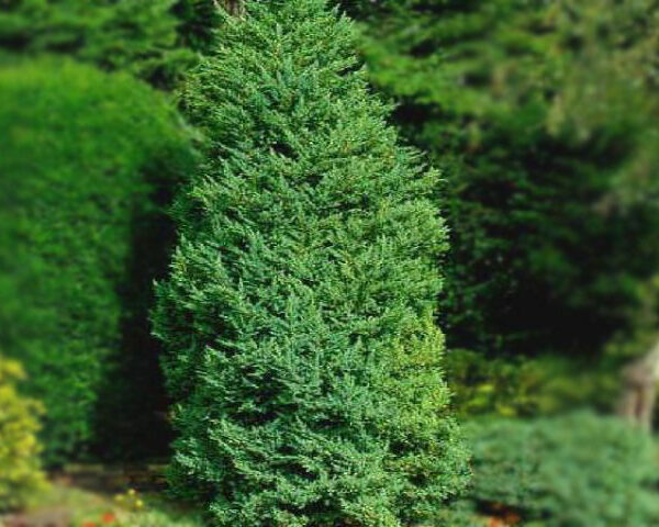 Juniperus chin. ´Monarch´ 20–30 K2,5