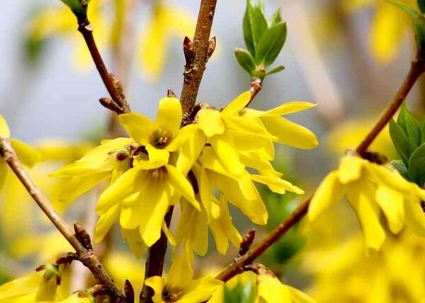 Forsythia x intermedia 'Golden Times'