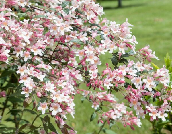 Malus 'Pom Zai' 60 KM