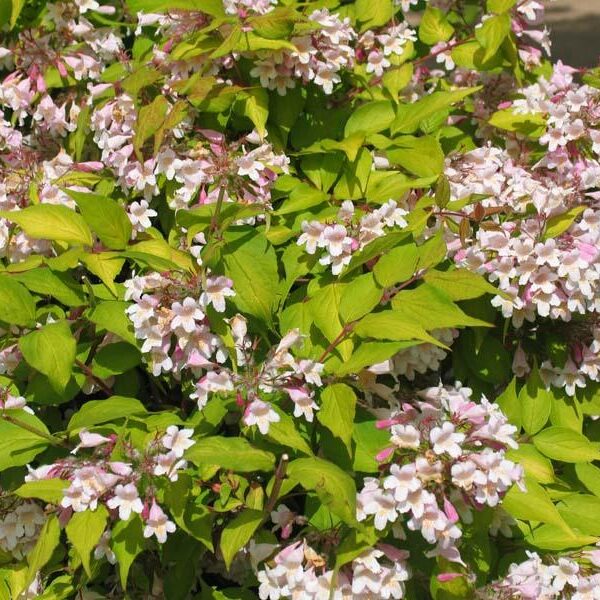 Kolkwitzia amabilis ´Maradco´ 20–30 K2,5