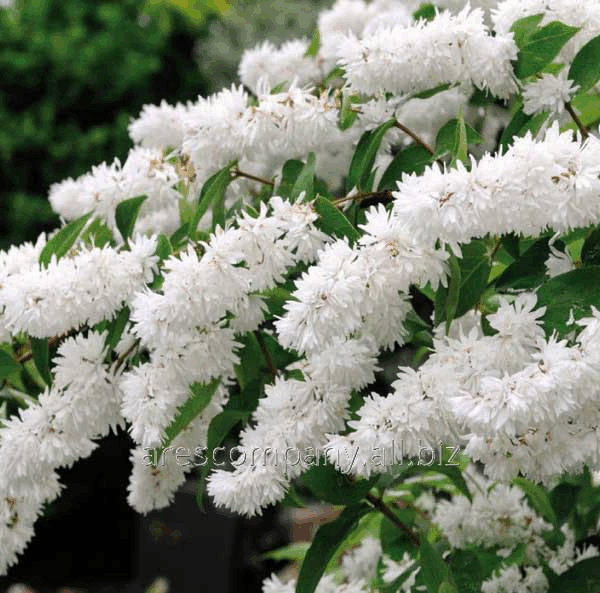 Deutzia gracilis 'Variegata' 20–30 cm