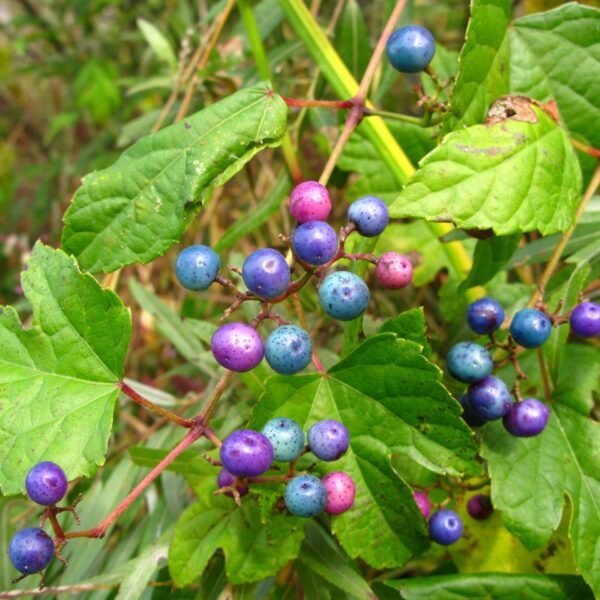 Ampelopsis glandulosa 'Elegans' 40+