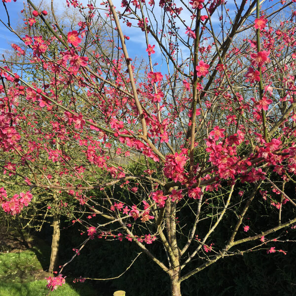 Prunus mume 'Beni–shi–dori' 100 KM