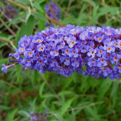 Buddleja davidii 'Nanho Blue' K3, 40-60, barva modrá