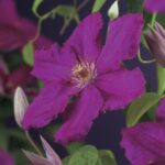 Clematis 'Ernest Markham' - Image 2