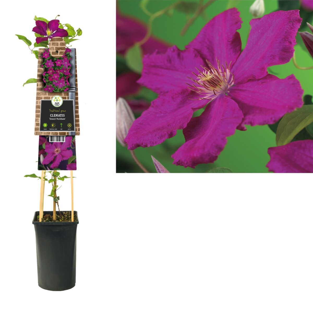 Clematis 'Ernest Markham' - Image 3