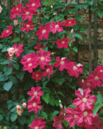 Clematis 'Ernest Markham'