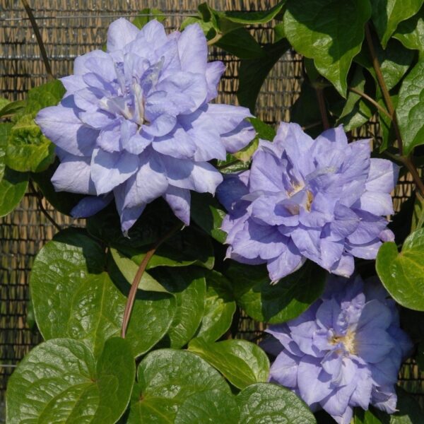 Clematis ´Mazury´ 40R K2