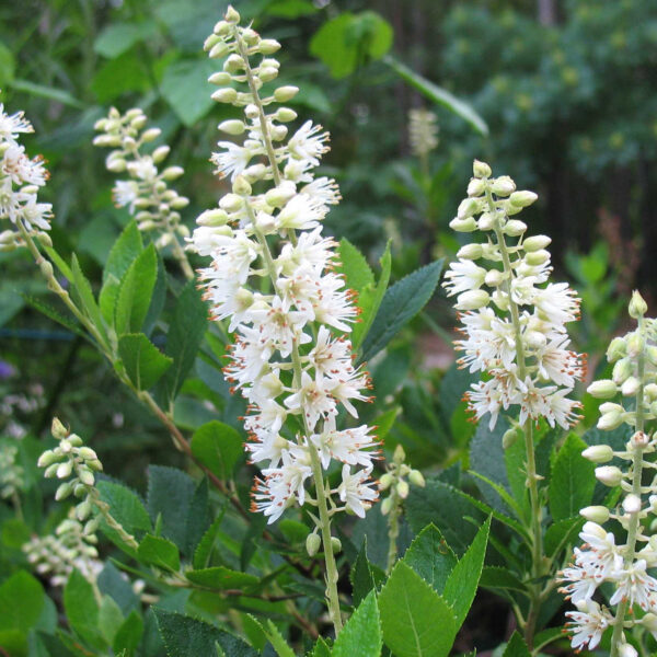 Clethra alnifolia 30–40 K3