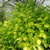 Cornus alba 'Aurea' - Kontejner 2 l, v. 40-60 cm