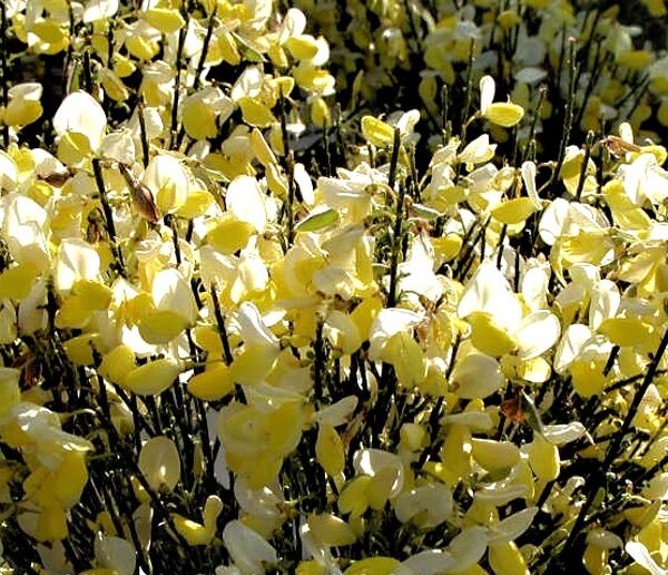 Cytisus ´Dukaat´ 20–30 K1,5