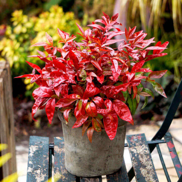 Osmanthus het. 'Goshiki' 20–30 cm