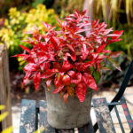 Nandina dom. 'Blush Pink'® 25–30 cm