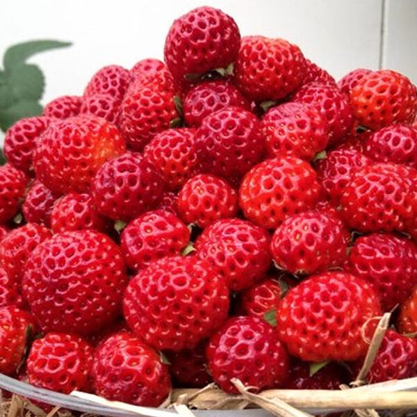 Malinová jahoda 'Framberry'®- P10 (malinojahoda)