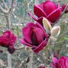 Magnolia 'Genie'® - Kontejner 10 l, v. 80-100 cm