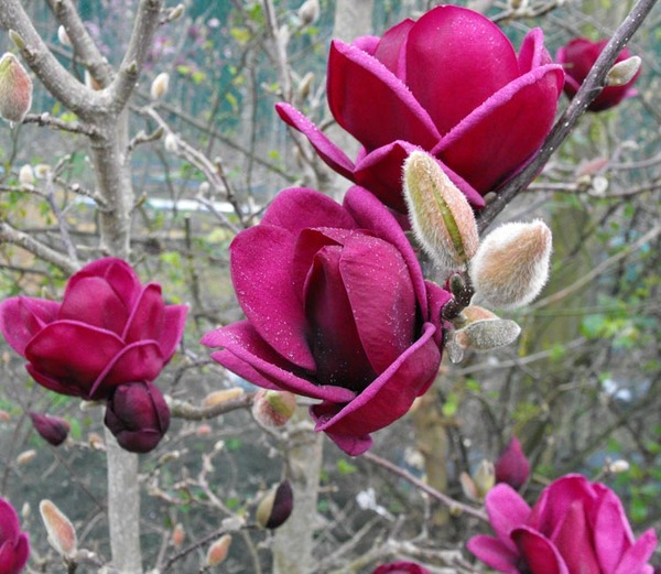 Magnolia 'Genie'® - Genieaug092