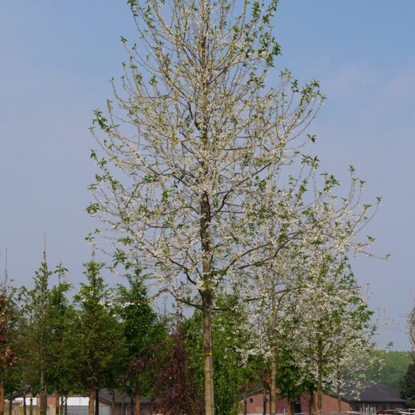 Halesia monticola 175–200 cm