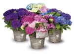 Hydrangea macrophylla HR Three Sisters' – P 25 / C7L - Image 8