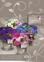 Hydrangea macrophylla HR Three Sisters' – P 25 / C7L - Image 7
