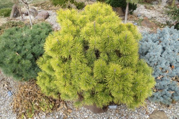 Pinus mugo 'Zundert' 30–40 cm - IMG 0860
