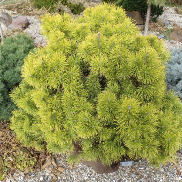 Pinus mugo 'Zundert' 30–40 cm