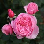 ROSA KORDES 'Kiss me Kate'®