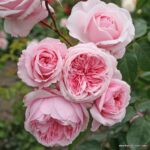 ROSA KORDES 'Kiss me Kate'® - Image 2