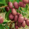 Actinidia arguta 'Kens Red' - Samičí 40 R vyvazovaná C2l