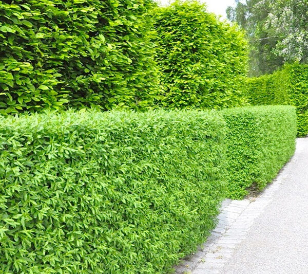 Ligustrum vulgare 'Atrovirens'