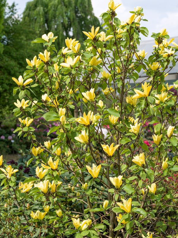 Magnolia 'Daphne' - Magnolia Daphne