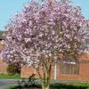 Magnolia loebneri 'Leonard Messel' - C5L-v. 50-70 CM