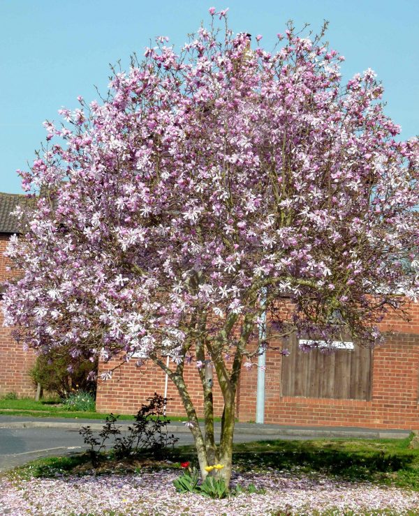 Magnolia loebneri 'Leonard Messel' - Magnolia Leonard Messel scaled