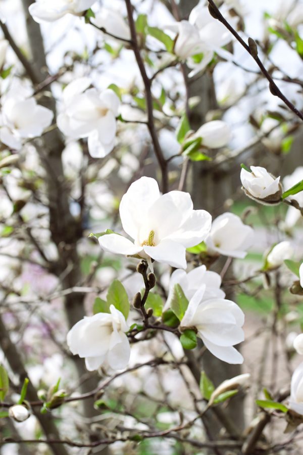 Magnolia loebneri 'Merrill' - Magnolia Merrill