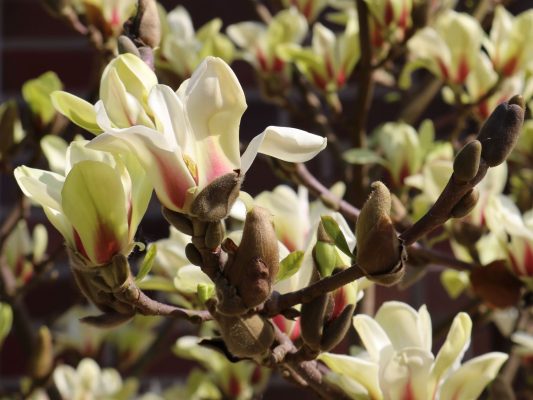 Magnolia 'Sunsation' - Magnolia Sunsation