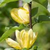 Magnolia 'Yellow Bird' - Kontejner 10 l, v. 80-100 cm - špičák