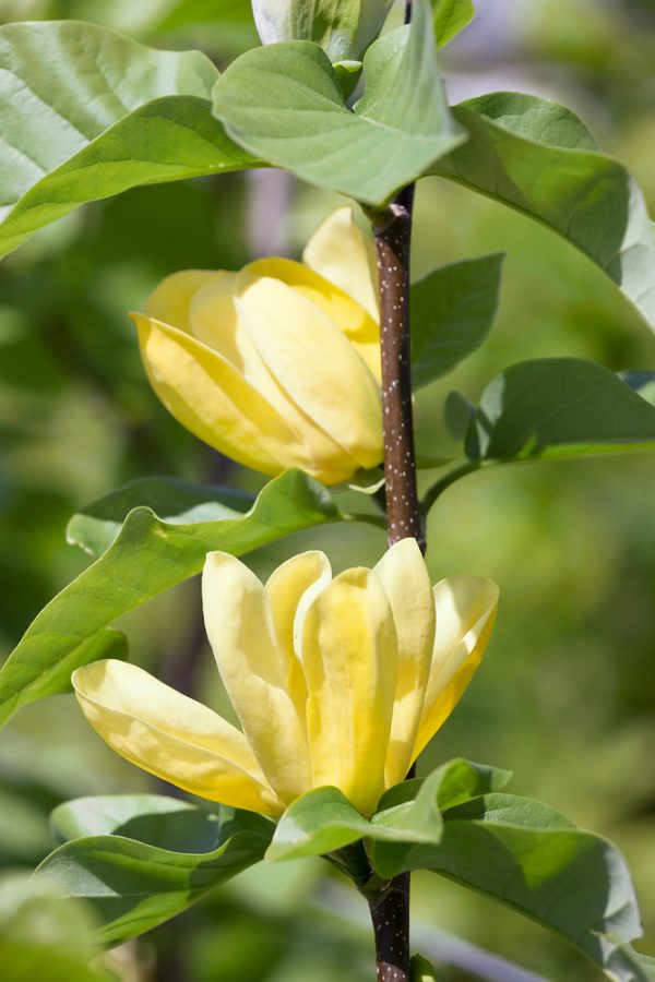 Magnolia 'Yellow Bird' - Magnolia Yellow Bird
