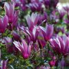 Magnolia liliiflora 'Nigra' - Kontejner 2,5 l, v. 30-40 cm