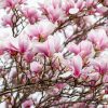 Magnolia soulangeana - Kontejner 10 l, v. 60-80 cm