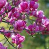 Magnolia 'Black Tulip'® - Kontejner 10 l, v. 100+