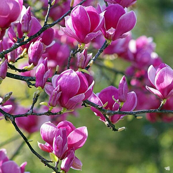 Magnolia 'Black Tulip'®