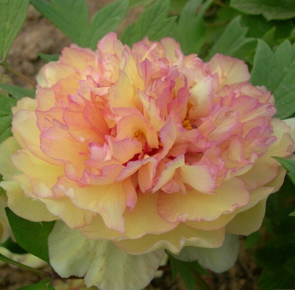 Paeonia sufr. 'Jin Ge'