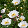 Paeonia lactiflora 'Krinkled White' - C2L