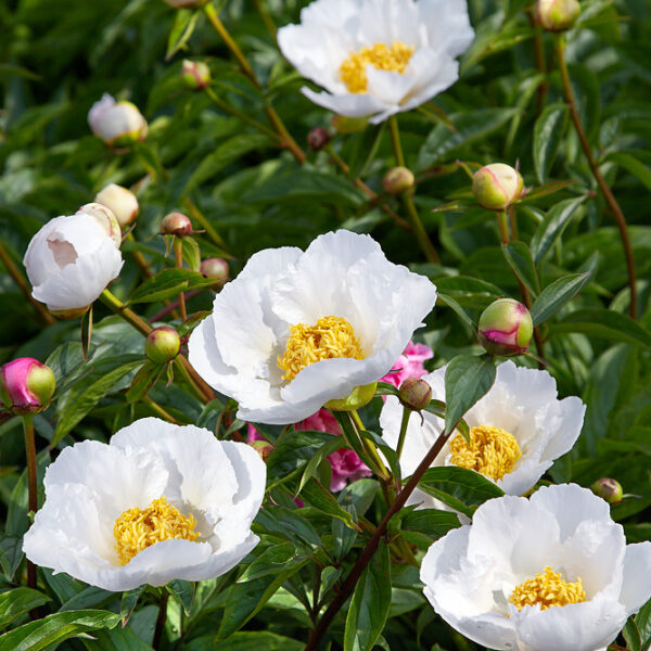 Paeonia lactiflora 'Krinkled White'