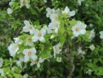 Philadelphus 'Belle Etoile' - Image 2