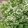 Philadelphus 'Belle Etoile' - Kontejner 2,5 l, v. 20-30 cm
