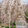 Prunus subhirtella 'Pendula Rubra' - Kontejner 10l, KM 150 cm