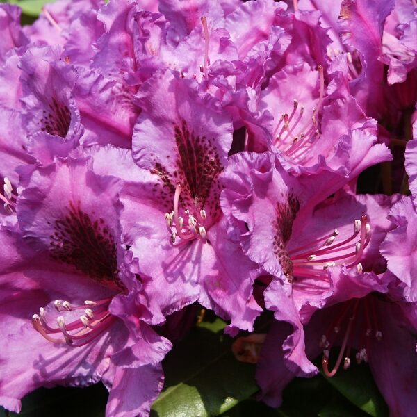 RHODODENDRON ´Azurro´25–30 K3