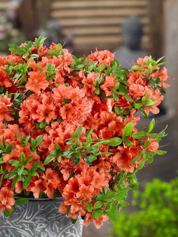 Azalea (J) 'Geisha Orange' - Rhododendron Geisha Orange