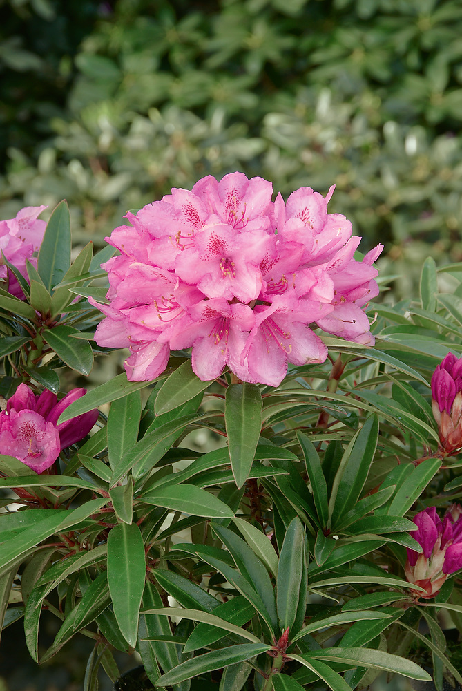 Rhododendron ponticum 'Graziella' - Rhododendron Graziella