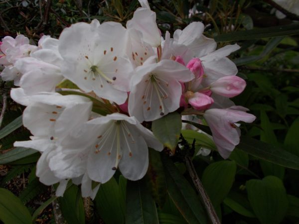 Rhododendron 'Annae' 30–40 cm - Rhododendron annae 19181002 B1 Forrest 15954 6 973x730 1